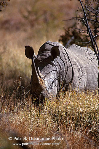 Rhinoceros (White), Kruger Park, S. Africa -  Rhinoceros blanc  15008