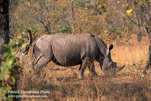 Rhinoceros (White), Kruger Park, S. Africa -  Rhinoceros blanc  15009