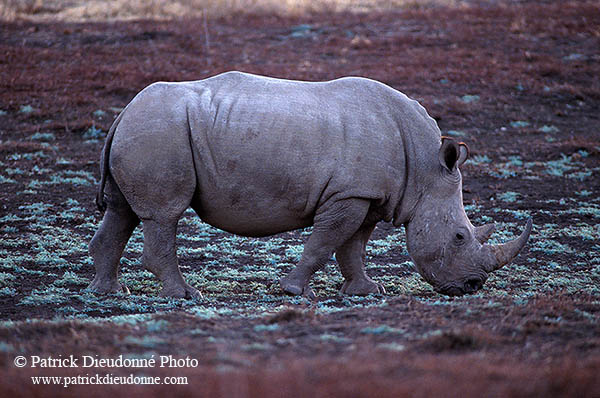 Rhinoceros (White), Kruger Park, S. Africa -  Rhinoceros blanc  15011