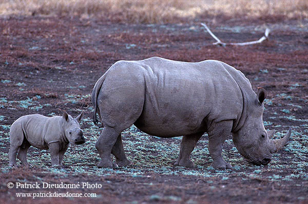 Rhinoceros (White), Kruger Park, S. Africa -  Rhinoceros blanc  15012