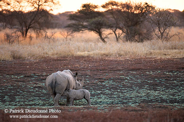 Rhinoceros (White), Kruger Park, S. Africa -  Rhinoceros blanc  15013