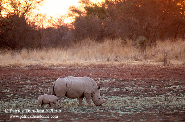 Rhinoceros (White), Kruger Park, S. Africa -  Rhinoceros blanc  15015