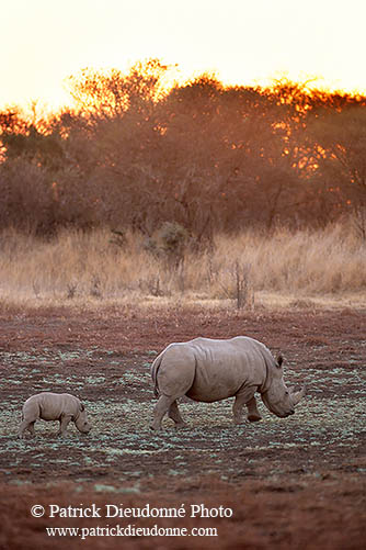 Rhinoceros (White), Kruger Park, S. Africa -  Rhinoceros blanc   15016
