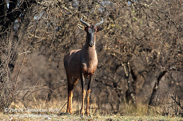 Tsessebe, Kruger Park, S. Africa -  Tsessebe, Damalisque ou Sassaby  15017