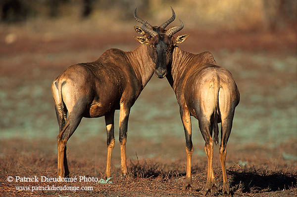 Tsessebe, Kruger Park, S. Africa -  Tsessebe ou Sassaby  15018