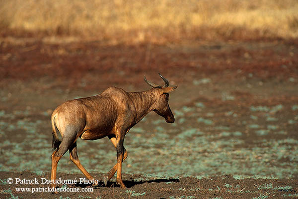 Tsessebe, Kruger Park, S. Africa -  Tsessebe,ou Sassaby  15019