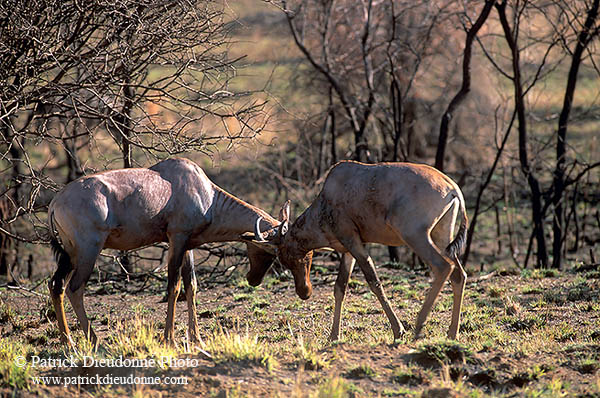 Tsessebe, Kruger Park, S. Africa -  Tsessebe, ou Sassaby   15020