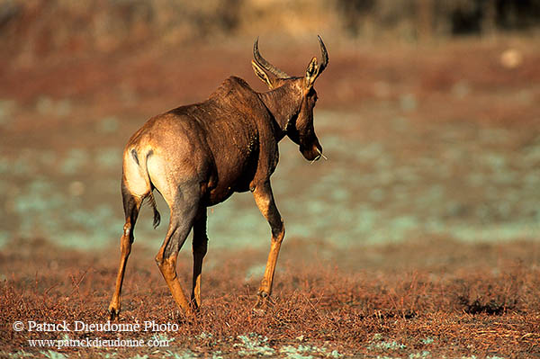 Tsessebe, Kruger Park, S. Africa -  Tsessebe, ou Sassaby  15021