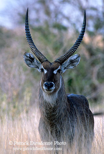 Waterbuck, Kruger NP, S. Africa - Cobe à croissant   15102