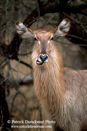 Waterbuck, Kruger NP, S. Africa - Cobe à croissant   15105