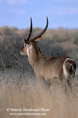 Waterbuck, Kruger NP, S. Africa - Cobe à croissant   15103