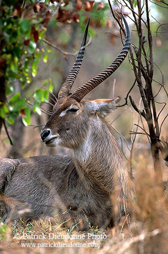 Waterbuck, Kruger NP, S. Africa - Cobe à croissant   15104