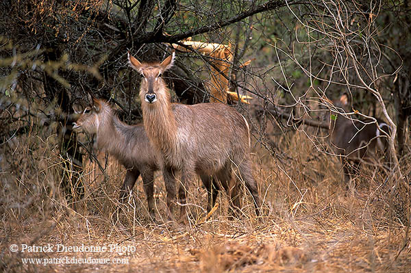 Waterbuck, Kruger NP, S. Africa - Cobe à croissant   15107