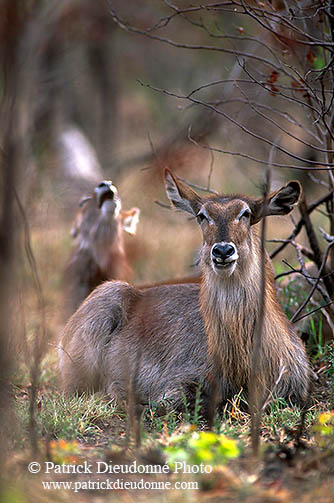 Waterbuck, Kruger NP, S. Africa - Cobe à croissant   15108