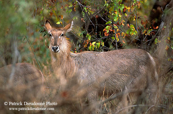 Waterbuck, Kruger NP, S. Africa - Cobe à croissant   15110