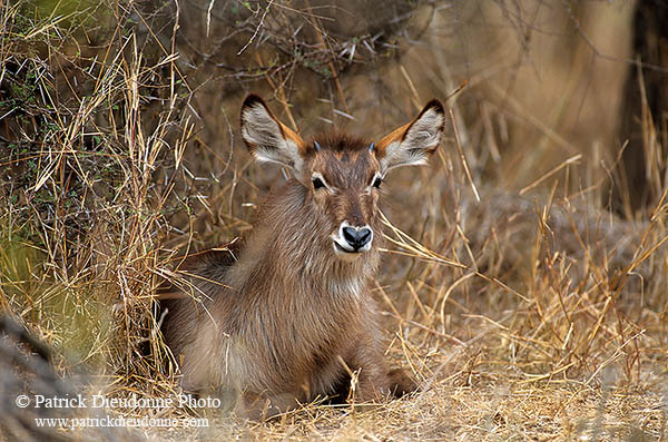 Waterbuck, Kruger NP, S. Africa - Cobe à croissant   15111