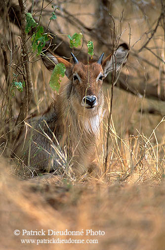 Waterbuck, Kruger NP, S. Africa - Cobe à croissant   15112