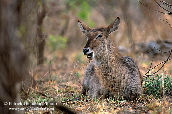 Waterbuck, Kruger NP, S. Africa - Cobe à croissant   15113
