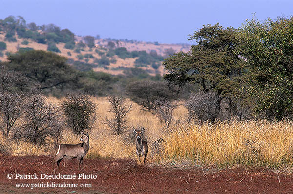 Waterbuck, Kruger NP, S. Africa - Cobe à croissant   15114