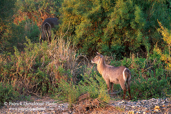 Waterbuck, Kruger NP, S. Africa - Cobe à croissant   15115