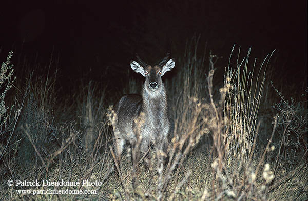 Waterbuck, Moremi Reserve, Botswana - Cobe à croissant   15116