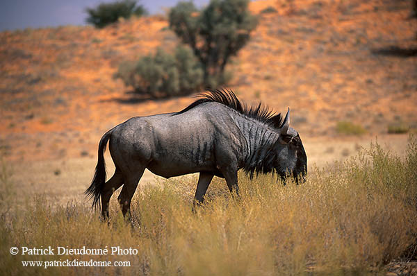 Wildebeest, Kalahari-Gemsbok Park, S. Africa -  Gnou bleu  15117