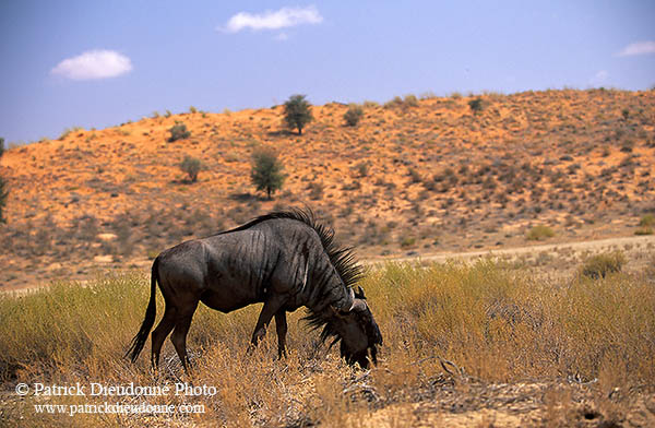 Wildebeest, Kalahari-Gemsbok Park, S. Africa -  Gnou bleu  15118
