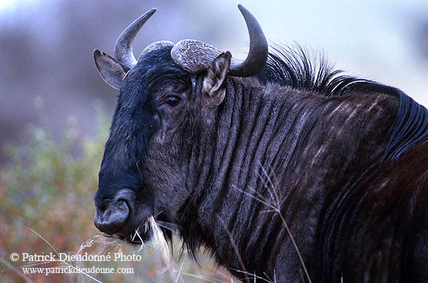 Wildebeest, Kruger NP, S. Africa -  Gnou bleu  15119