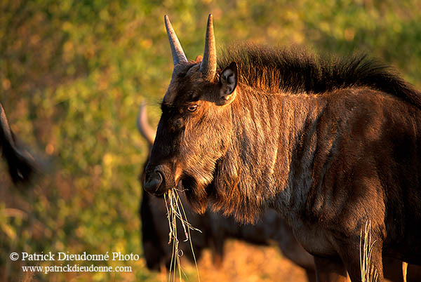 Wildebeest, Kruger NP, S. Africa -  Gnou bleu  15120