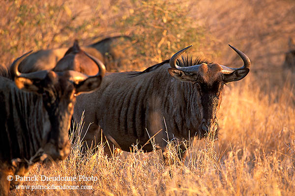 Wildebeest, Kruger NP, S. Africa -  Gnou bleu  15121