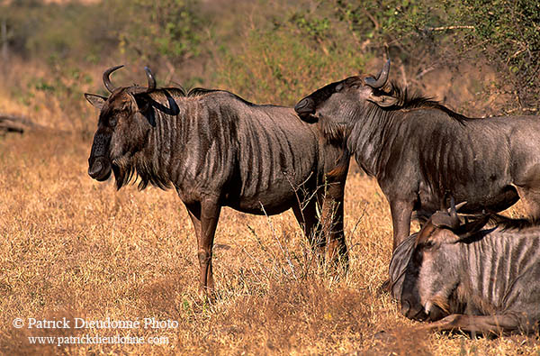 Wildebeest, Kruger NP, S. Africa -  Gnou bleu  15122
