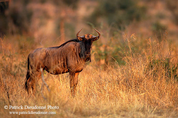 Wildebeest, Kruger NP, S. Africa -  Gnou bleu  15123