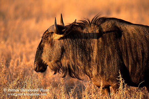 Wildebeest, Kruger NP, S. Africa -  Gnou bleu  15125