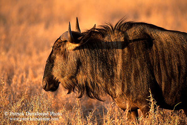 Wildebeest, Kruger NP, S. Africa -  Gnou bleu  15125