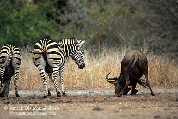 Wildebeest, Kruger NP, S. Africa -  Gnou bleu  15126