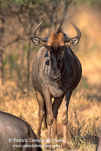 Wildebeest, Kruger NP, S. Africa -  Gnou bleu  15128