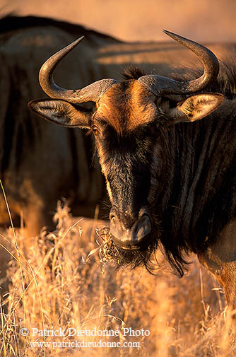 Wildebeest, Kruger NP, S. Africa -  Gnou bleu  15129
