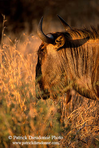 Wildebeest, Kruger NP, S. Africa -  Gnou bleu  15130