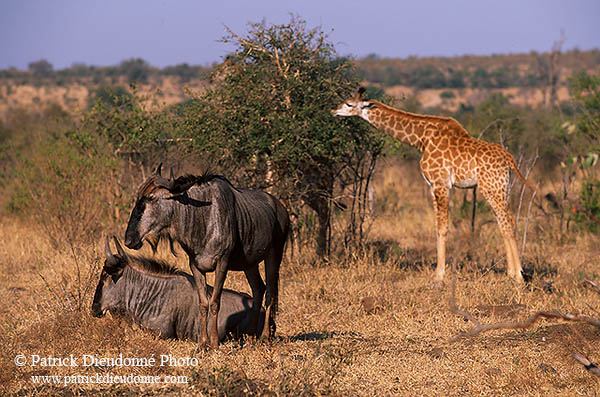 Wildebeest, Kruger NP, S. Africa -  Gnou bleu  15131