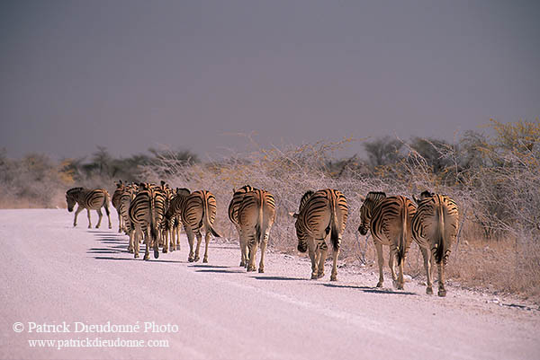 Zebra, dirt road, Etosha NP, Namibia -  Zèbres sur piste  15134