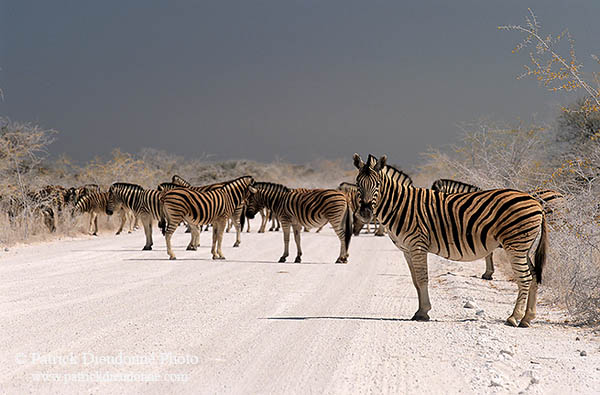 Zebra, dirt road, Etosha NP, Namibia -  Zèbres sur piste  15135