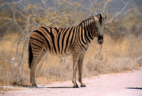 Zebra, dirt road, Etosha NP, Namibia -  Zèbre sur piste  15136