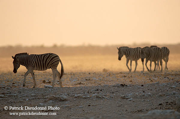 Zebra, Etosha NP, Namibia -  Zèbres  15138