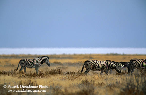 Zebra, Etosha NP, Namibia -  Zèbres  15139