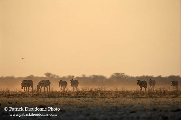 Zebra, Etosha NP, Namibia -  Zèbres  15140