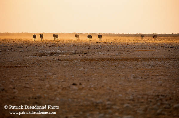 Zebra, Etosha NP, Namibia -  Zèbres  15141