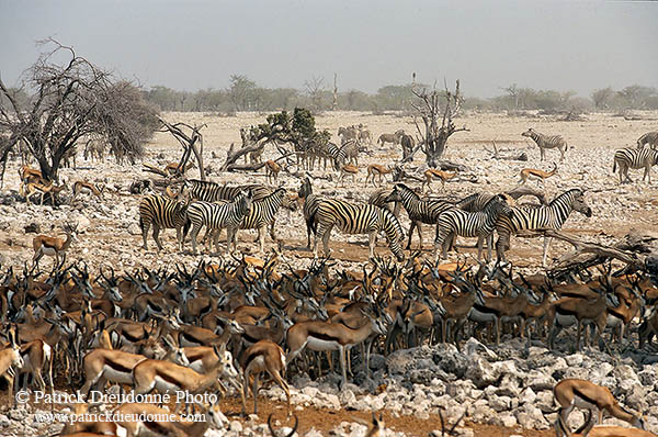 Zebras at waterhole, Etosha NP, Namibia -  Zèbres au point d'eau  15142