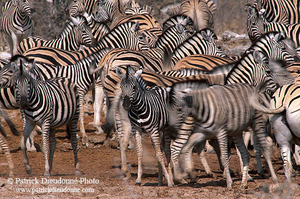 Zebras at waterhole, Etosha NP, Namibia -  Zèbres au point d'eau   15144