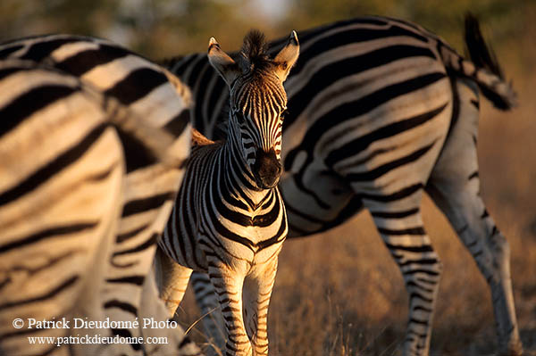 Zebra, Kruger NP, S. Africa - Zèbre  15146