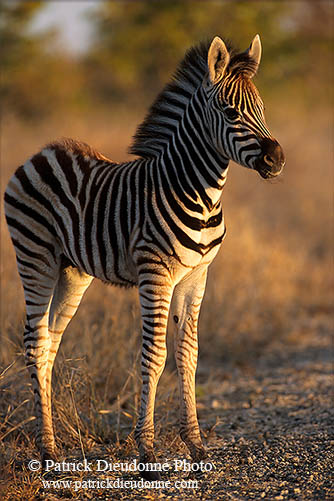 Zebra foal, Kruger NP, S. Africa - Poulain de zèbre  15147